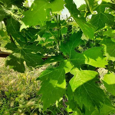 Agriturismo Andreis Alloggi Illasi Kültér fotó